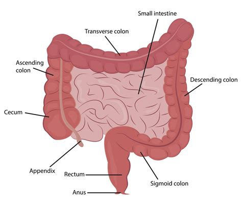 With the exception of ingestion, the small and large intestines carry out all the major functions of the digestive system. Small Intestine: Uses and Functions in the Body
