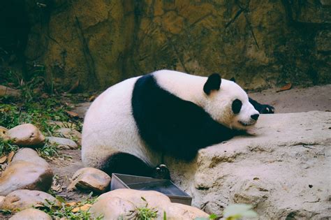 Où Vit Le Panda Dossier Sur Lhabitat Du Panda Royaume Panda