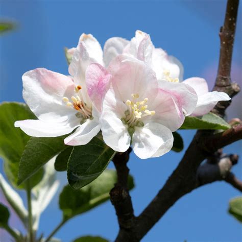 Honeycrisp Apple Trees For Sale