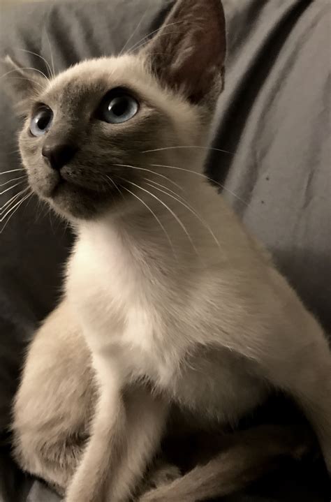 Banzai Blue Point Old Style Siamese Tap The Link Now The Best Cat