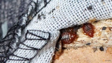 cna explains how to check for bedbugs when you travel and avoid bringing them home cna