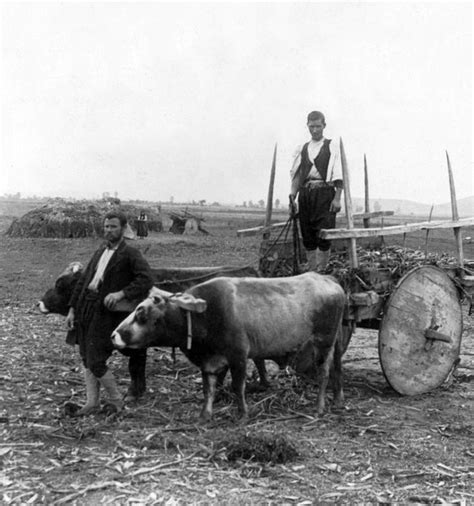 Rural Greece Farm Scene C 1903 Is A Photograph By International