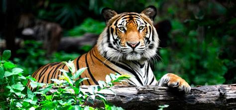 A pesar de los rumores sobre su partida, tuca ferretti actúa con normalidad en tigres (youtube.com). Tigres - Panthera Tigris Tigres10
