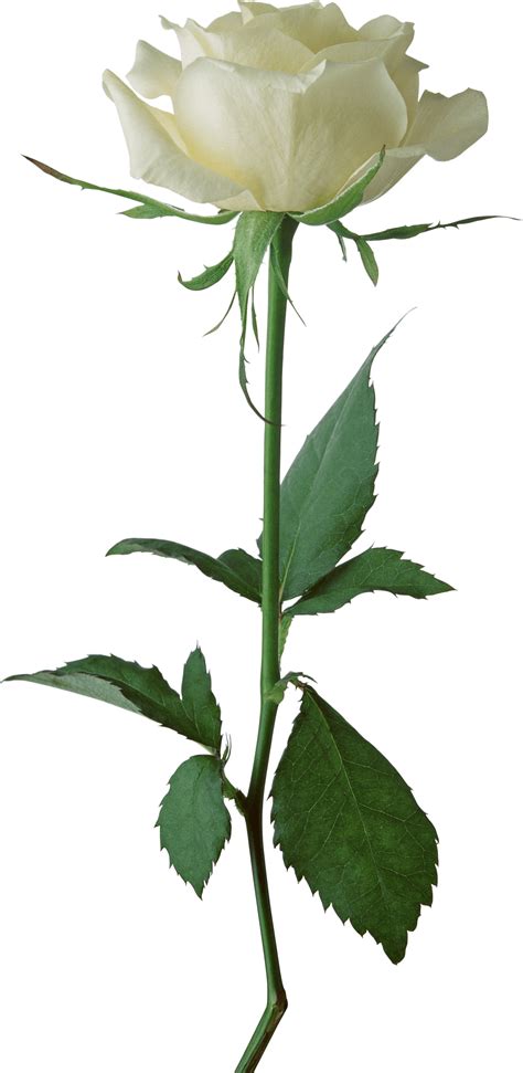 White Rose Single Transparent Png Stickpng