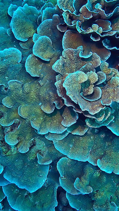 20 Colorful Coral Wallpapers Free Download Coral Wallpaper