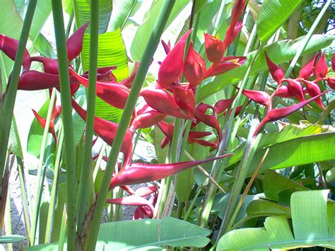 Whats In Stock Current Tropical Plants Photos Exotica