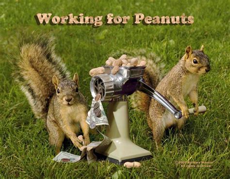 Squirrels Working For Peanutsfunnyhumorouspeanut Etsy