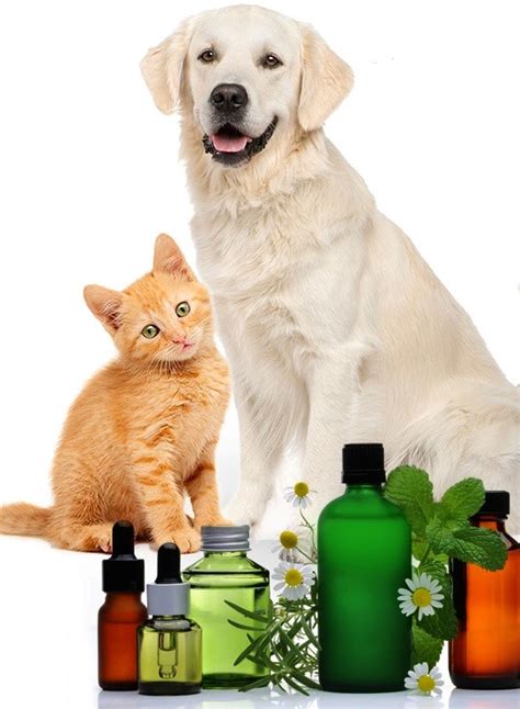 The Types Of Essential Oils Which Are Safe For Your Pet Cat And Dog