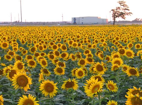 Salina Ks Sunflower Field By Kansas State University