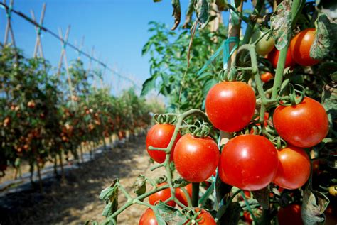 Manejo Del Cultivo Y Principales Enfermedades En El Cultivo Del Tomate