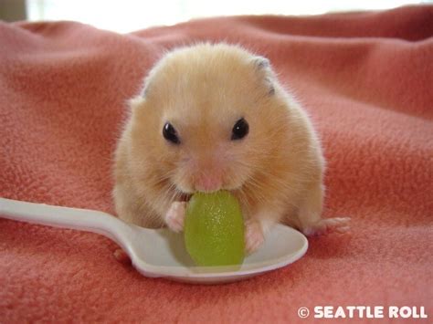 Yummy Grape Cute Hamsters Baby Hamster Cute Animals