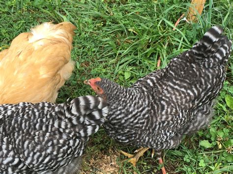 Sight Sexing Barred Plymouth Rock Chicks At Hatch Page 23 Backyard Chickens Learn How To