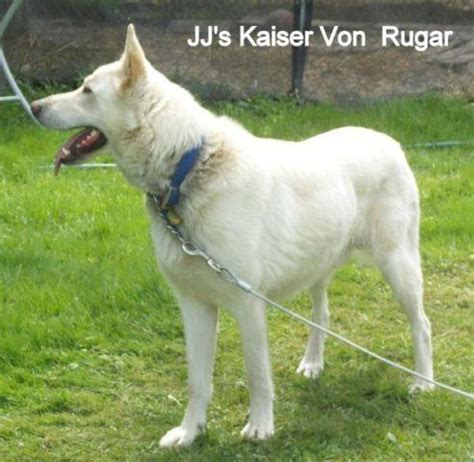 Blue sable german shepherd dog. AKC/UKC German Shepherd Puppies ... Silver Sable, Sable, White ... M/F for Sale in Oldtown ...