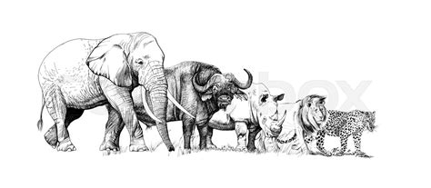Big African Five Animal Hand Drawn Illustration Stock Image Colourbox