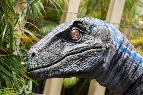 Blue The Raptor Debuts At Universal Orlando And Universal Studios