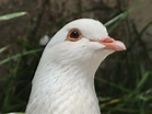Dove - Doves Photo (32938530) - Fanpop