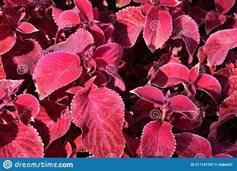 Coleus Flower In Autumn Stock Image Image Of Color 211147707