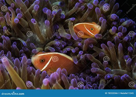 Nemo Fish Or Clown Fish In Sea Anemone Stock Photo Image Of Coral