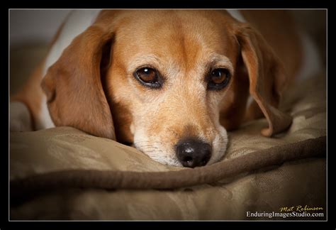 Enduring Images Photography Studio Dog Portrait Photographer
