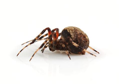Orb Weaver Spiders Atlanta Pest Control Spider Identification