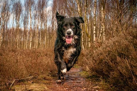 Dogs Out And About In Colour Dog Photo Contest Photocrowd Photo