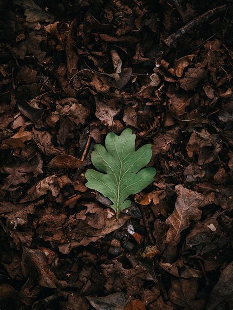 Leaf Leaves Green Dry Autumn Hd Phone Wallpaper Peakpx