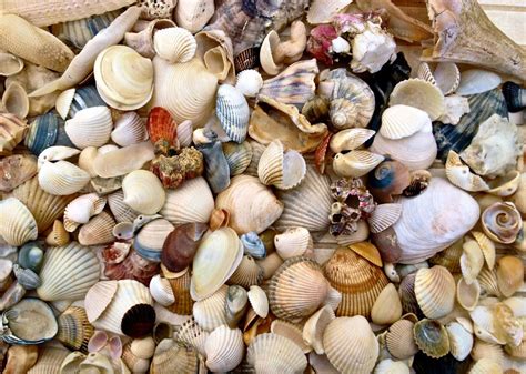 The Life Of A Seashell In Cabarete Dominican Republic Sea Shells