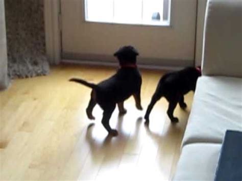 labcollie mix puppies playing youtube