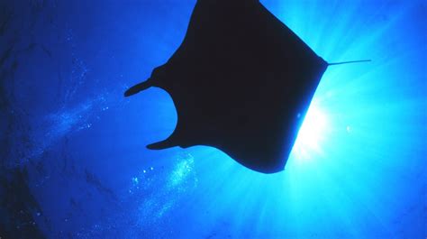 A Nursery Of Baby Manta Rays Was Just Discovered Off The Texas Coast