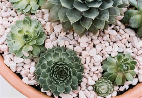 How To Grow And Care For Hens And Chicks House Leek