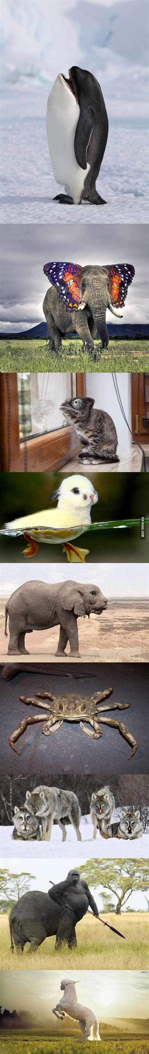 Majestic Animal Photoshopping Funny Animal Pictures