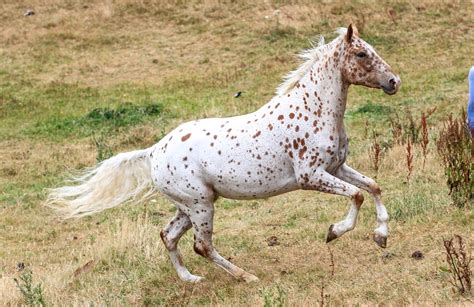 The Beautiful Appaloosa Horses American Horse Breed
