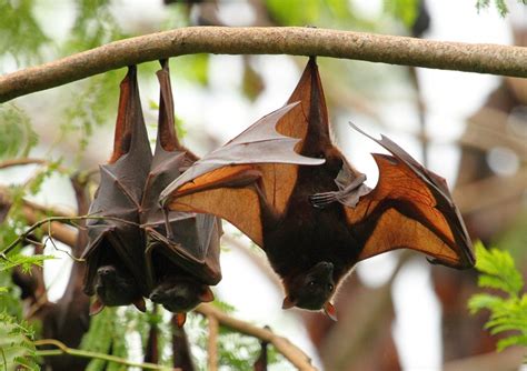 Little Red Flying Fox Natural History On The Net
