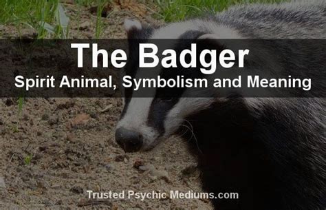 The Badger Spirit Animal Animal Spirit Guides Your Spirit Animal