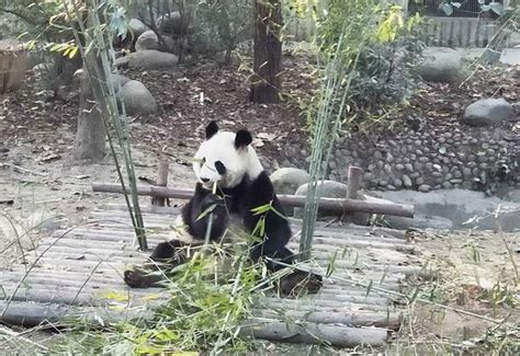 Panda Discovery Chengdu China Hours Address Tripadvisor