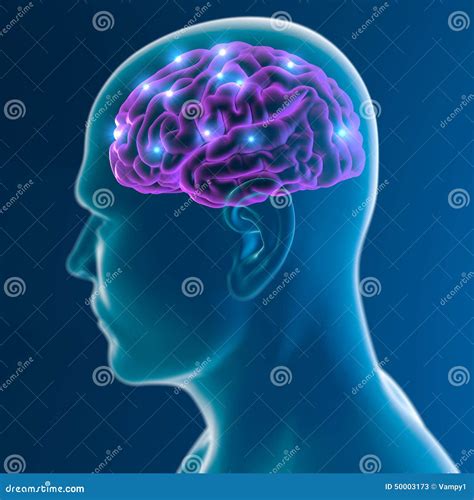 Funciones De La Sinapsis De Las Neuronas Del Cerebro Stock De