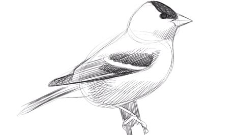 Learn To Draw Birds With David Sibley Laptrinhx News