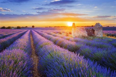 Lavender Fields In Provence Beautiful Places To Visit Most Beautiful