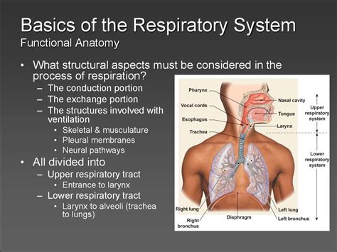Respiration And Respiratory System