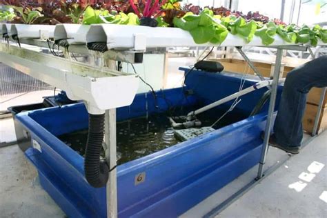 Build A Cheap Diy Backyard Aquaponics System