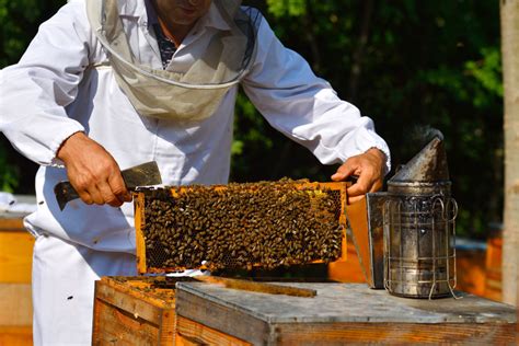 The Environmental Impact Of Beekeeping In Cambridge Historic Cornwall