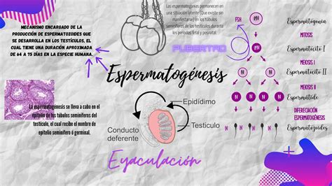 Espermatogénesis Infografia Odalis Elizabeth Andrade Rivas Udocz