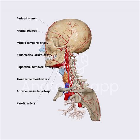 Superficial Temporal Artery Arteries Of The Head And Neck Head And