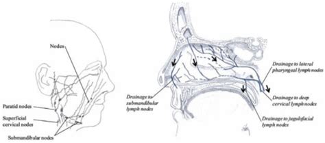 Drawing Showing The Lymphatic Draining From The Nasal R Open I