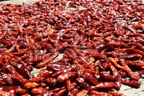 Many Dried Red Chili Peppers In The Sun Stock Photo Image Of Culinary
