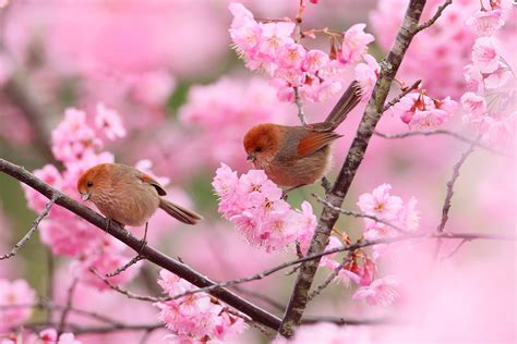 Pink Cherry Blossom Flowers Birds Branches Tree Spring Garden