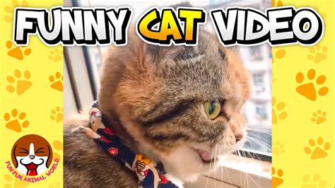 Funny Cat Videos Try Not To Laugh Impossible 🐱 Naughty Cats Make You