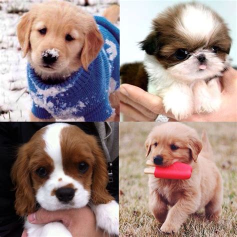 Puppy Cuteness Overload Cute Puppies Puppies Funny Cute