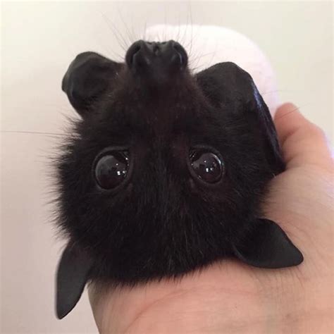 A Bat Rescue Organization Posted Adorable Pics Of Bats Being Cute