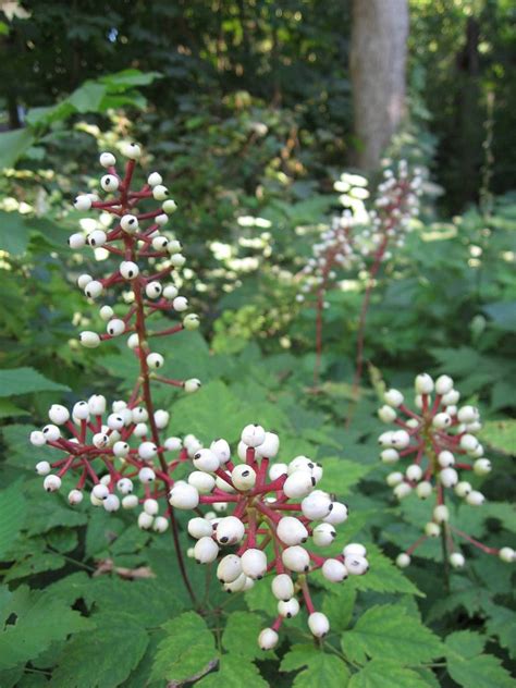 Fiche Actaea Pachypoda